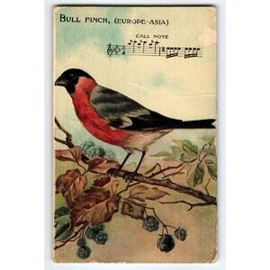 Vintage Bull Finch Bird Postcard Europe-Asia with Call Notes Lithograph